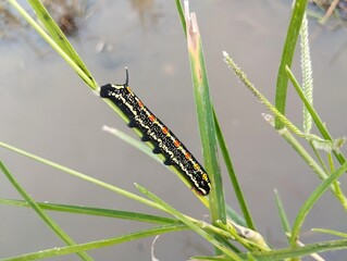 Striped Hawk-moth caterpillar (Theretra oldenlandiae) on leaf in outdoor garden
