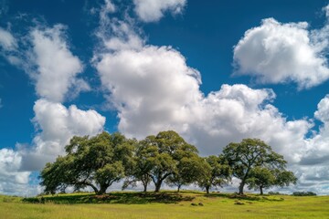 Fototapeta premium A cluster of oak trees artistically arranged under a partly cloudy sky