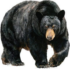 Fototapeta premium Black bear, watercolor by Thomas W. Schalle, clipart, die cut, perfection, hyper-realistic, centered image, isolated white background