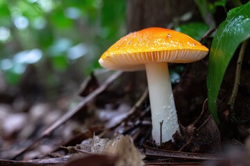 Fototapeta premium A fungus in Gautier MS