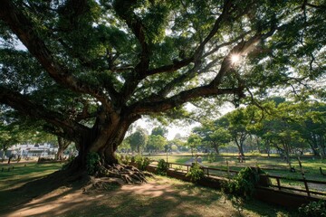 Fototapeta premium A large tree in the park