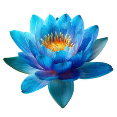 A stunning blue lotus flower isolated on transparent background