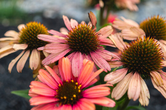 Selective focus of Echinacea Butterfly flowers, Echinacea Butterfly is a series of coneflower known for their vibrant colors and attractiveness to butterflies, is also known as Rainbow Marcella