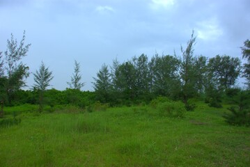 Single pinkish mushroom with darker center amid green clover leaves and grass
