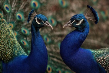 Fototapeta premium Beautiful pair of peacocks displaying their feathers