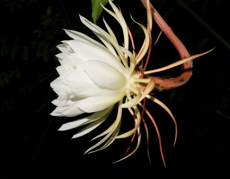 White Wijayakusuma flower or epiphyllum oxypetalum