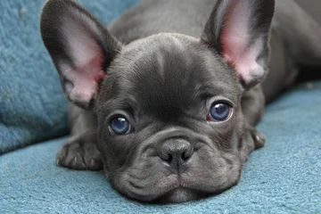 Verduisterende gordijnen Bulldog pup from France © LimeSky