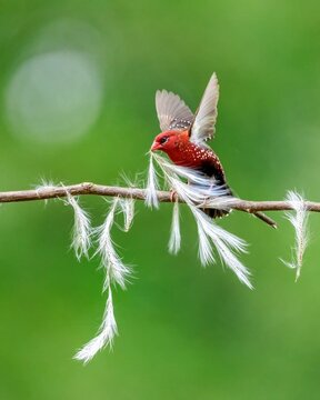 Red munia male with white katkil flower at amazing perch 