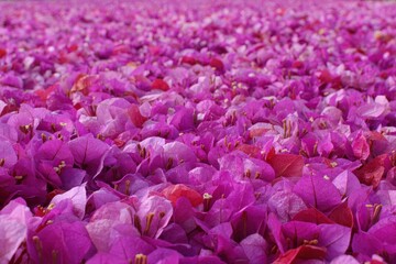 Carpet of Bougainvillea petals