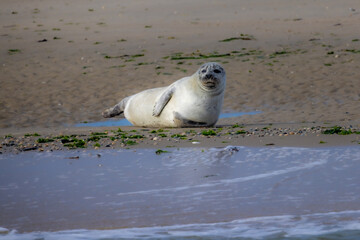 A serene seal is lounging comfortably on the beach, enjoying the warmth of the sun along with the...