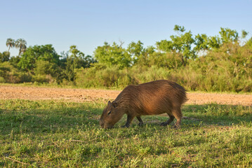 Capybara, hydrochoerus hydrochaeris, eating. It is the largest living rodent, native to South America, in El Palmar National Park, Entre Rios, Argentina. Sunset sunlight.
