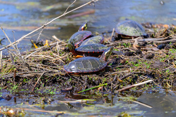 Fototapeta premium Painted Turtles Sunning in a Marsh at Kensington Metropark, near Milford, Michigan.