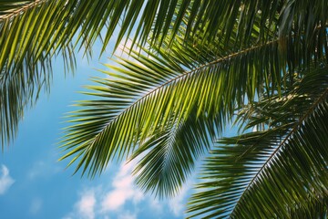 Obraz premium Close up of green palm leaves against a blue sky