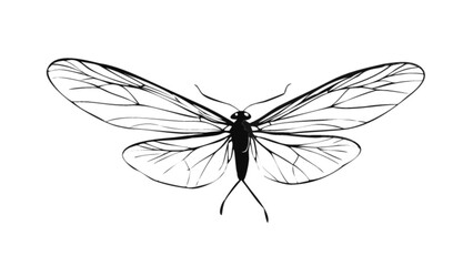 Detailed line art drawing of a moth with intricate wing patterns for nature enthusiasts and artists alike