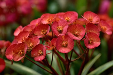 Obraz premium crimson euphorbia milli blooms