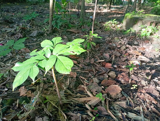photo of porang plants in the garden