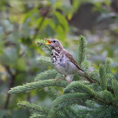 Hermit thrush Catharus guttatus singing perched on a branch of a conifer