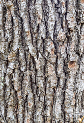 tree bark structure, shapes and views for background collage, close-up