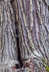 tree bark structure, shapes and views for background collage, close-up