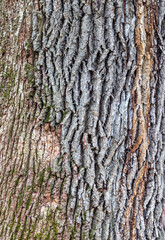 tree bark structure, shapes and views for background collage, close-up