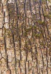 tree bark structure, shapes and views for background collage, close-up