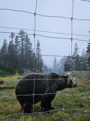 brown bear in the woods