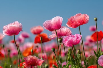 Fototapeta premium Field of pink and red poppies under a blue sky with green foliage