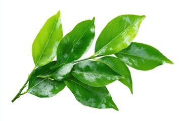 Obraz premium Fresh green leaves on a white background clipped for design use