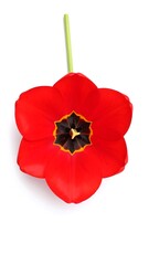 Single red tulip, close-up