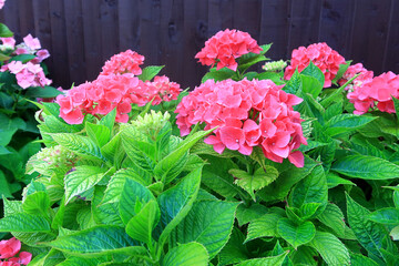 A small cluster of Hydrangea Piamina flowers