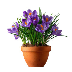Naklejka premium Vibrant purple crocuses blooming in a terracotta pot isolated on transparent background