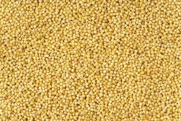 黄もちあわ（粟）のクローズアップ