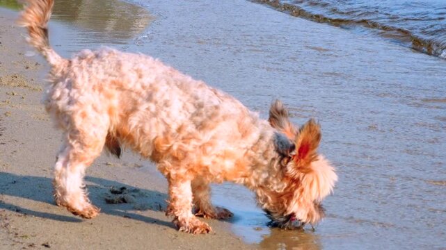 Slow motion Yorkie-poo small dog drinking water from lake sandy beach sunny day