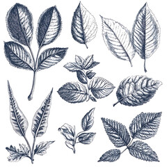 Highly detailed illustrations of various trees, leaves, grasses, and botanical elements, featuring realistic, minimalist, and abstract compositions on a white background.