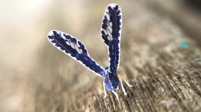 macro video of a Derbidae planthopper, likely genus Cedusa, with upright patterned wings, moving slightly on wood surface. Shot in natural light in tropical Indonesia.