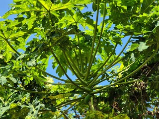 Upward view of lush green papaya tree with large leaves against a clear blue sky