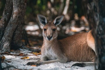 Fototapeta premium Mature kangaroo resting in sand under tree shade