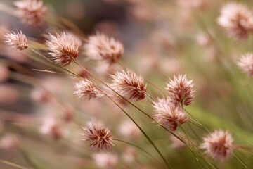 Obraz premium meadow flower detail