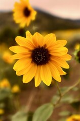 yellow flower in the garden