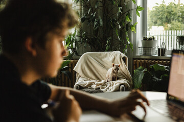 Teen boy working on laptop at table, sphynx cat sitting on armchair with blanket, cozy room