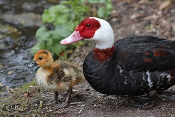 Naklejka premium Muscovy duck and her duckling