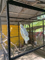 White cockatoo perched in a wire cage with yellow wall background, sunlight highlighting its feathers in a calm, rustic setting. © Aksal