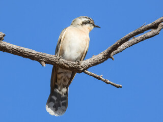 Black-shouldered Kite (Elanus axillaris) in Australia