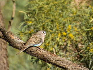 Bourke's Parrot (Neopsephotus bourkii) in Australia