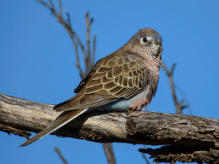 Bourke's Parrot (Neopsephotus bourkii) in Australia