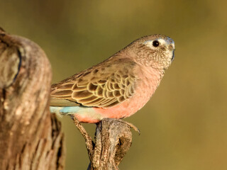Bourke's Parrot (Neopsephotus bourkii) in Australia