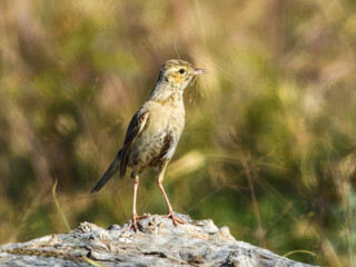 Brown Songlark (Cincloramphus cruralis) in Australia