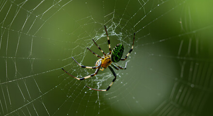 Orchard Orbweaver on Web








