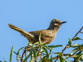 Brown Songlark (Cincloramphus cruralis) in Australia