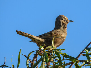 Brown Songlark (Cincloramphus cruralis) in Australia